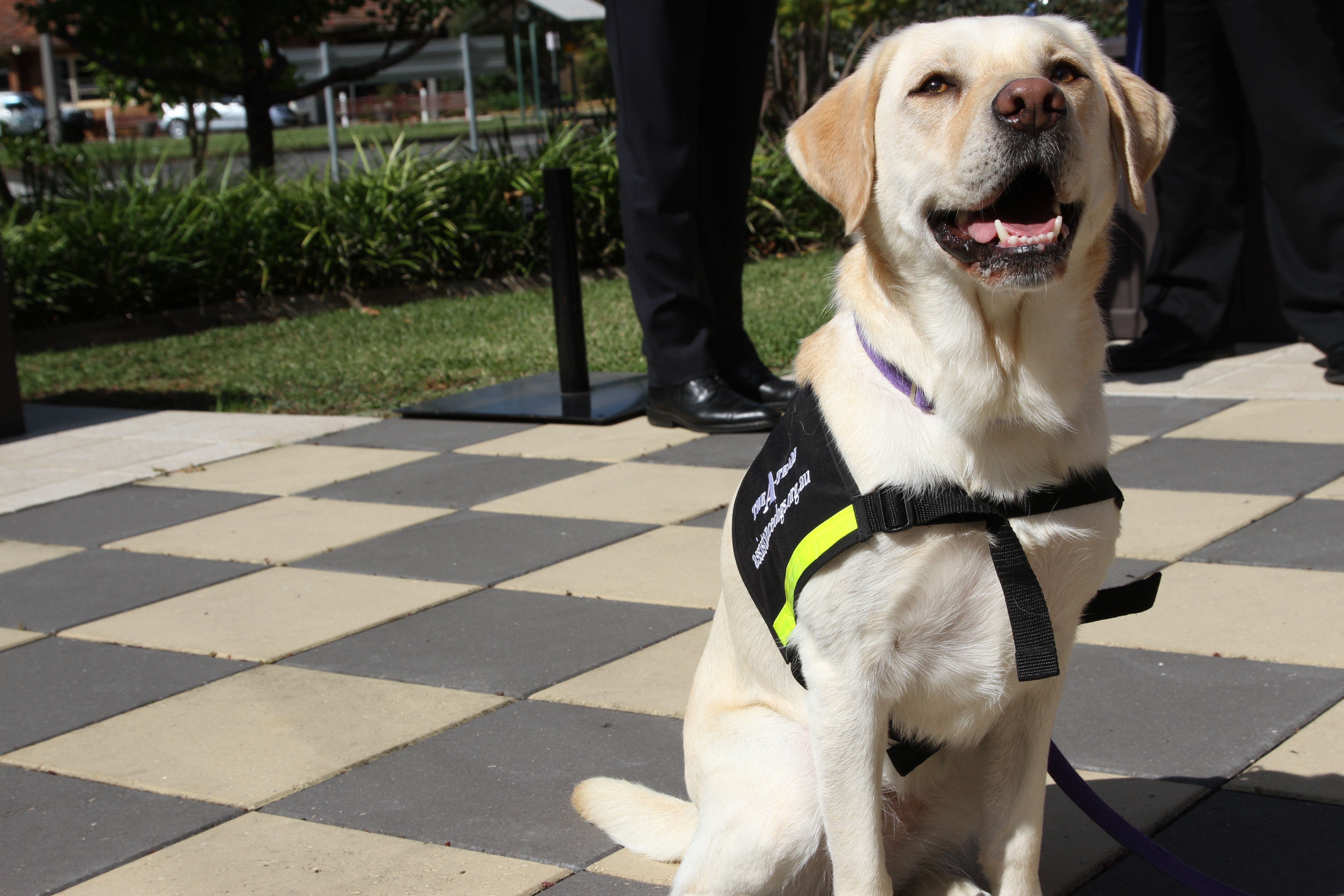 <p>Sunshine has been specially trained to assist people with dementia with tasks in their homes.</p>
