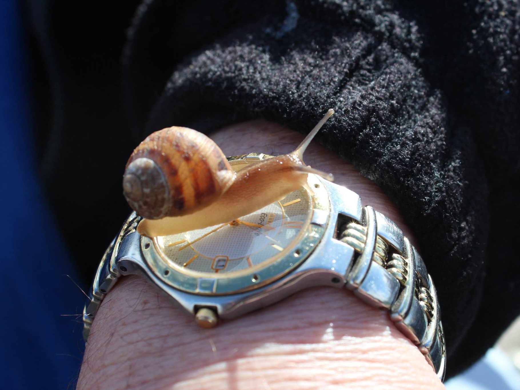 <p>A Coorong snail farm combines agriculture activities with social care for vulnerable people (Source: Alzheimer’s Australia SA)</p>
