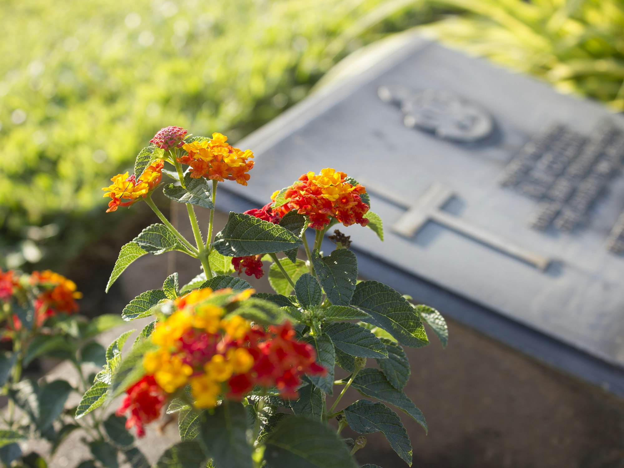 <p>The resource is funded by the Department of Health and consists of 12 modules detailing topics on the concept of death, funeral wishes and inheritance [Source: Shutterstock]</p>
