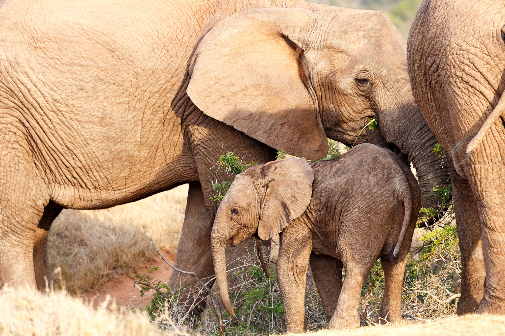 <p>Scientists are investigating if elephants could hold a cure for cancer</p>

