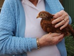 Kapara resident with one of the HenPower hens (Source: ACH Group)