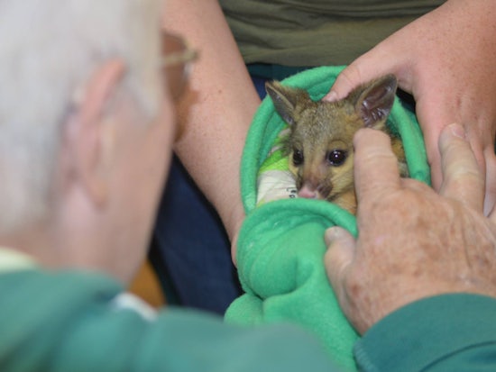 <p>One of the Seasons Aged Care residents enjoying a visit from one of the rescued animals (Source: Seasons Aged Care)</p>
