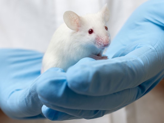 <p>A new drug currently tested on mice could prevent brain cell damage and even restore memory (Source: Shutterstock)</p>
