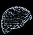 Obesity shrinks brain | Aged Care Guide