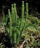 <p>Club Moss</p>
