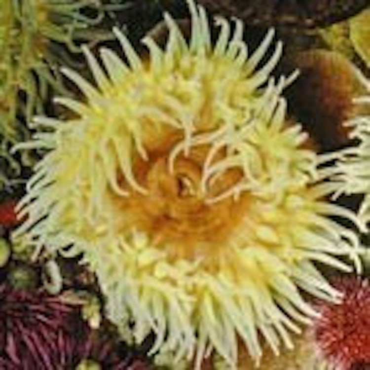 Sea anemones help in treating rheumatoid arthritis Aged Care Guide