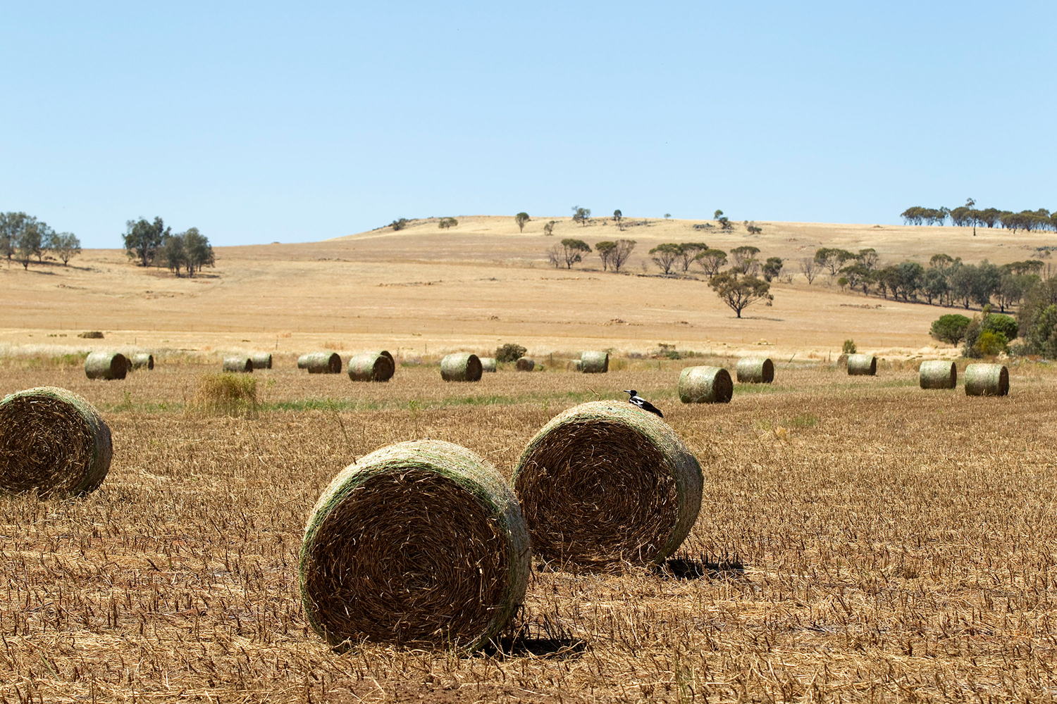 <p>It takes a particular person to handle the responsibilities that life in rural and remote areas requires (Photo: Juniper)</p>
