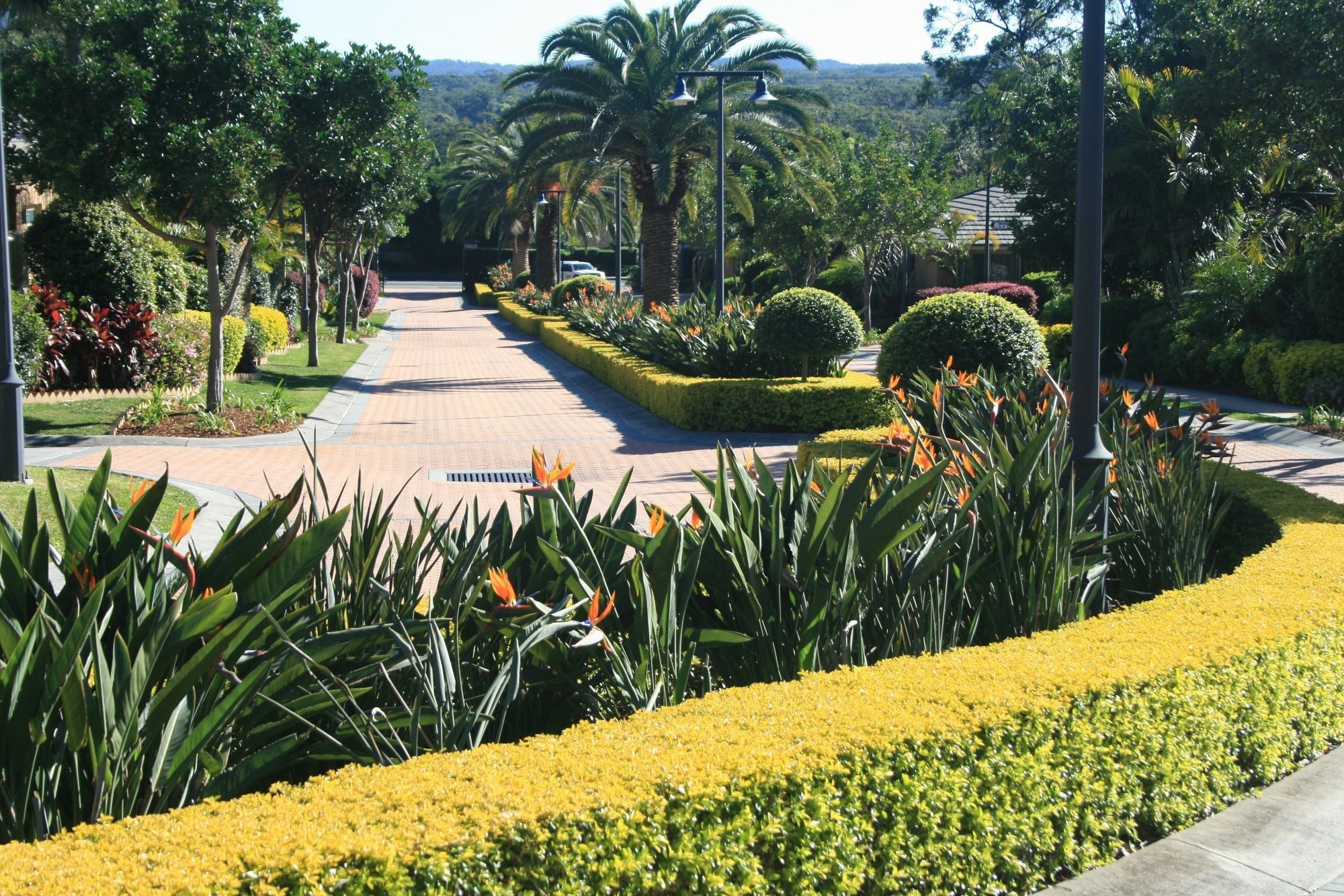 <p>Set against the stunning native bushland backdrop of Kincumba Mountain Reserve, the village boasts elevated leafy views and a climate perfect for lush growth.</p>
