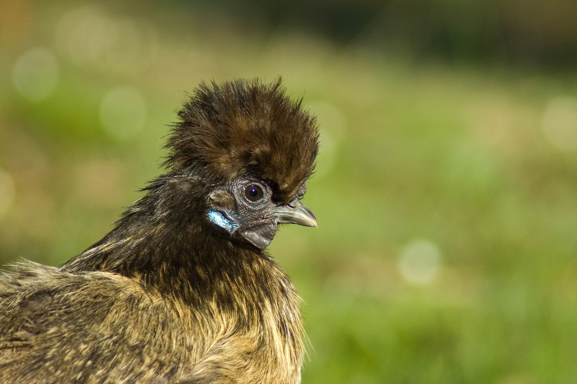 <p>An Animal Welfare League Australia grant will assist the building of a chicken coop to house Chinese silky bantams for Blue Care dementia patient, Lucy.</p>
