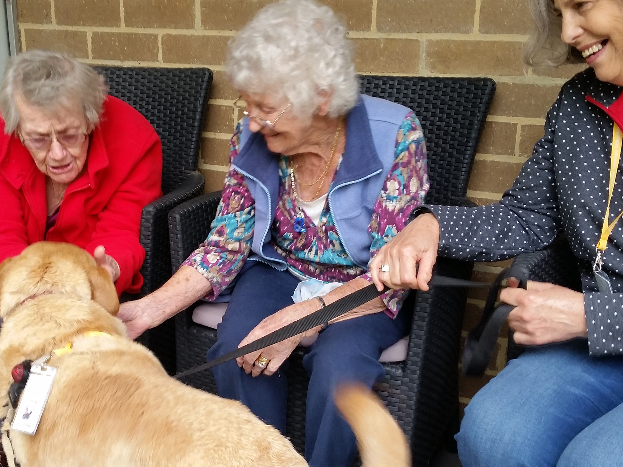 <p>Harry the Labrador visiting residents at a Melbourne Villa Maria aged care home (Source: Villa Maria Catholic Homes)</p>
