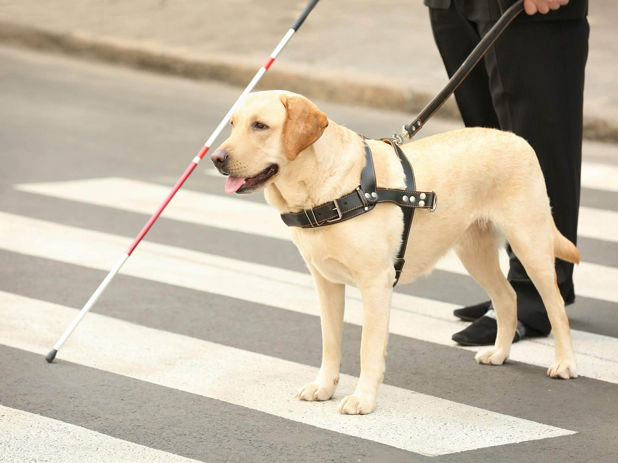 Guide dog helping blind man on pedestrian crossing. (Shutterstock)
