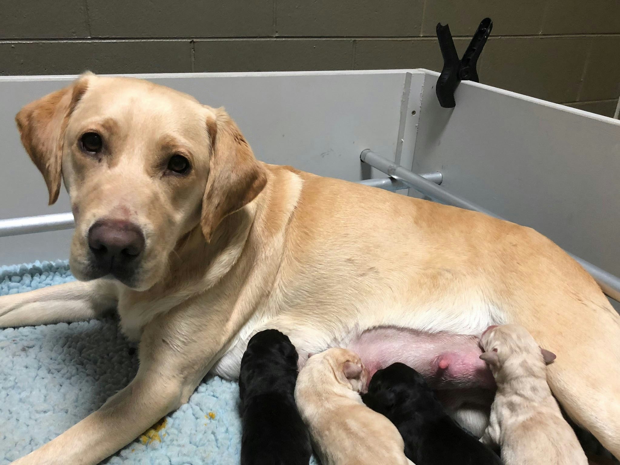 Doggone gorgeous! Proud first time mum Winna, with her 4 puppies born mid July [Source: Vision Australia]
