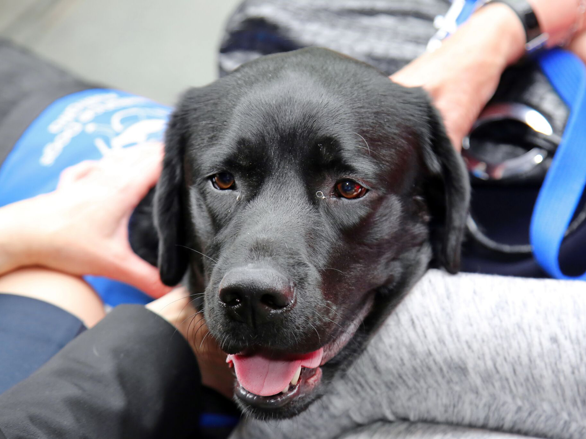 <p>Graduated Dogs4Dementia assistance dog Skip (Source: Dementia Care)</p>
