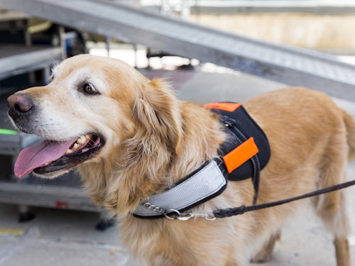 Link to Assistance dogs for hearing impaired seniors at risk article