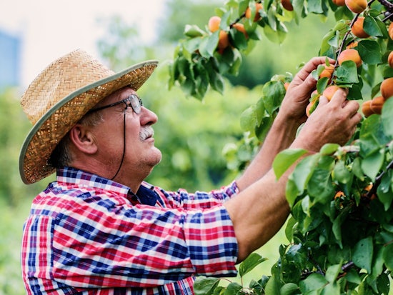 <p>Older pensioners have a desire to work for more money, however, they won’t while their pension is impacted when working more than a day a week. [Source: Shutterstock]</p>
