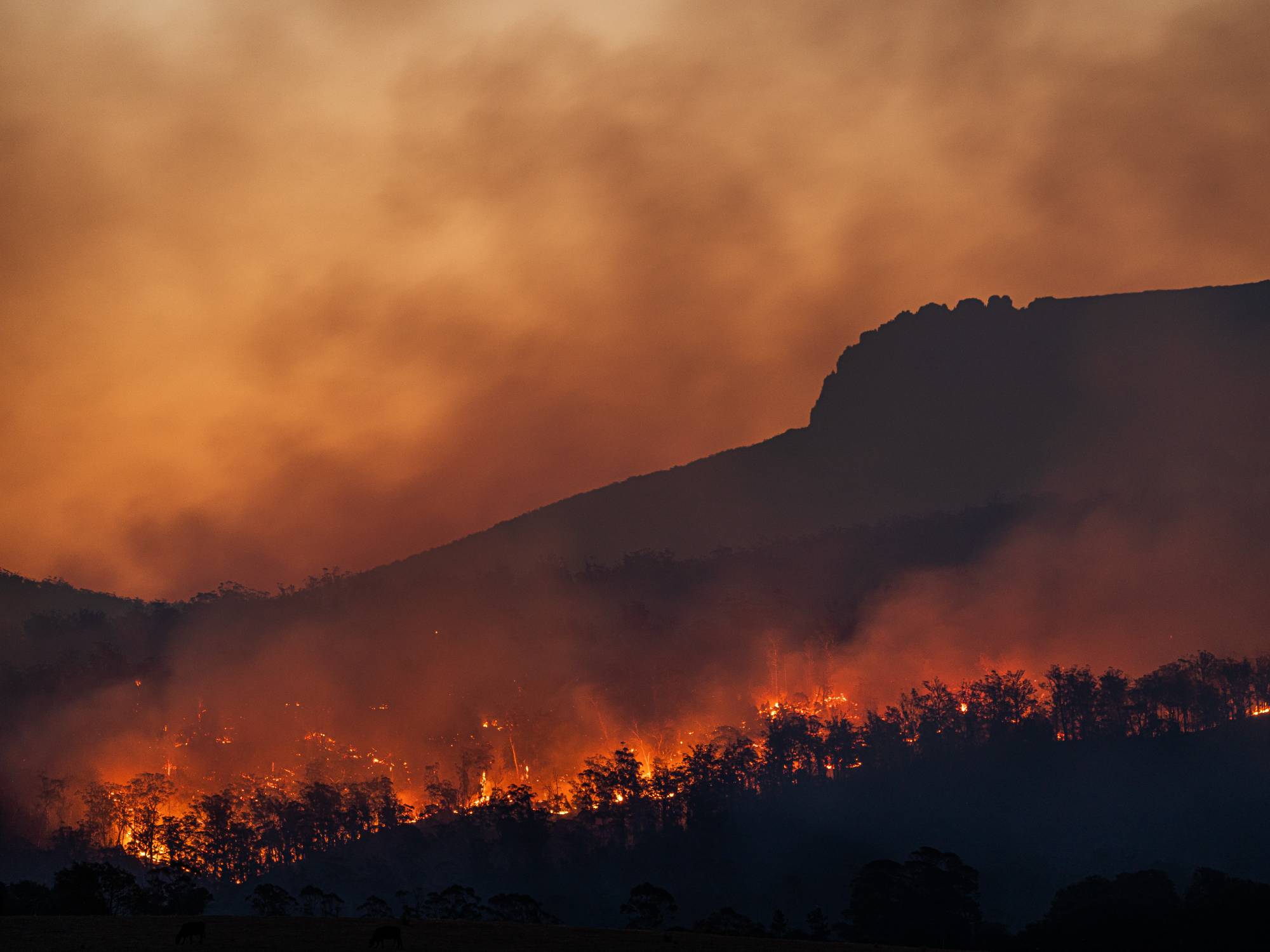 If you live in a bushfire zone it is crucial that you understand bushfire safety. [Source: Unsplash]

