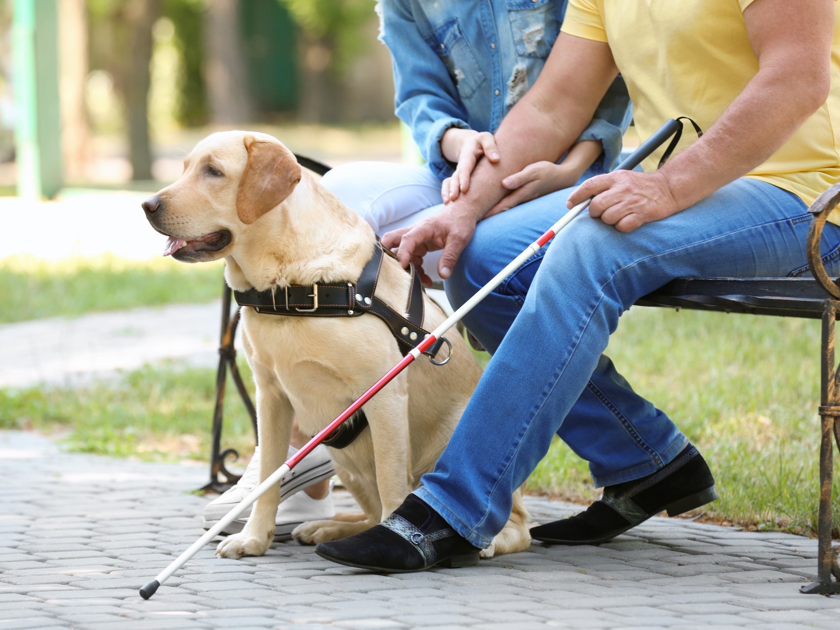 Dogs trained hot sale to help disabled