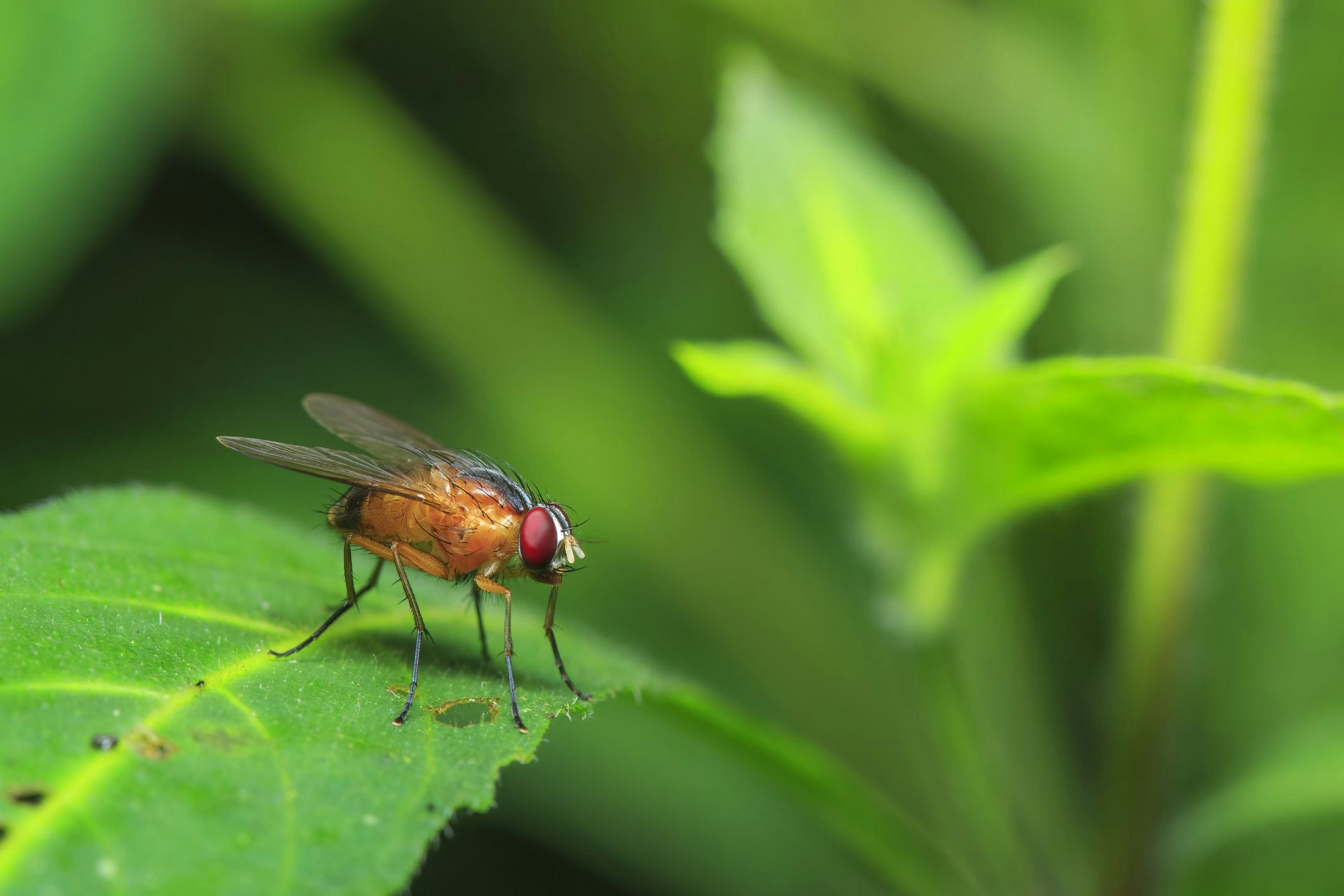 <p>Nearly three-quarters of the fruit flies used to model human infant metabolic disorders in the study were critically affected by what they were fed. [Source: Shutterstock]</p>
