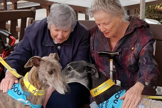 <p>Greyhounds and grey hair — meet the dashing dogs delighting HammondCare aged care homes. (Image source: Supplied)</p>
