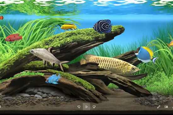 <p>By observing the aquatic environment, patients can exercise their visual perception, concentration and memory recall. (Image source: Supplied)</p>